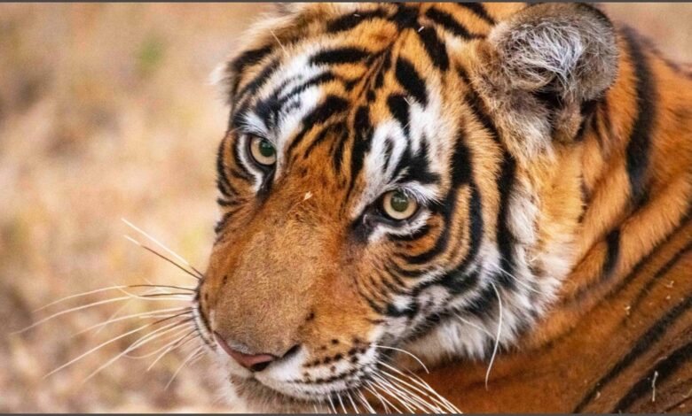Tiger population rises in Corbett; human-wildlife conflict increases as they expand into new areas.