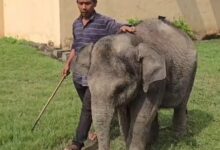 World Elephant Day 2026: Having won the battle against death, Malini is now frolicking.