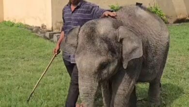 World Elephant Day 2026: Having won the battle against death, Malini is now frolicking.