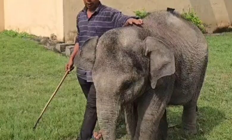 World Elephant Day 2026: Having won the battle against death, Malini is now frolicking.