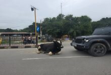 Stray animals remain on the roads even after the accident; risk of accidents persists in Rudrapur.
