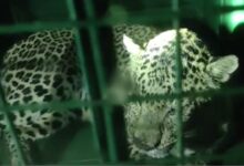 Leopard caged in Pithoragarh's Kumaud village; residents relieved.