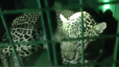 Leopard caged in Pithoragarh's Kumaud village; residents relieved.