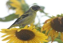 Rare Yellow-breasted Greenfinch spotted in Ranikhet; a beautiful photo of it perched on a sunflower draws attention.