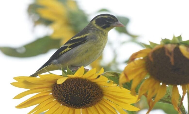 Rare Yellow-breasted Greenfinch spotted in Ranikhet; a beautiful photo of it perched on a sunflower draws attention.