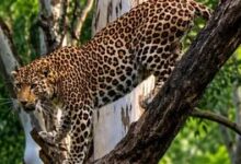 Human-wildlife conflict rises in Uttarakhand; rescue centers full; space running out even for man-eating animals.