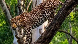 Human-wildlife conflict rises in Uttarakhand; rescue centers full; space running out even for man-eating animals.