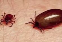 Rising threat of scrub typhus in Kumaon; 12 patients admitted to STH.