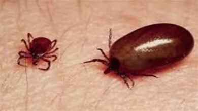 Rising threat of scrub typhus in Kumaon; 12 patients admitted to STH.