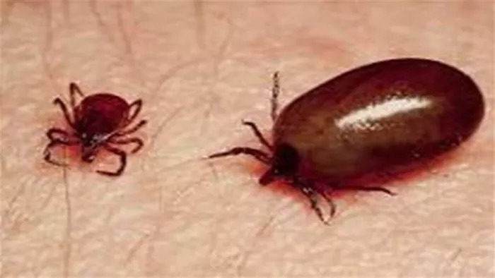 Rising threat of scrub typhus in Kumaon; 12 patients admitted to STH.
