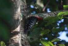 Rare Rufous-bellied Woodpecker spotted in Champawat; rarely seen in high-altitude forests.