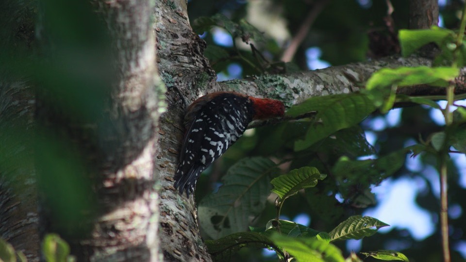 Rare Rufous-bellied Woodpecker spotted in Champawat; rarely seen in high-altitude forests.