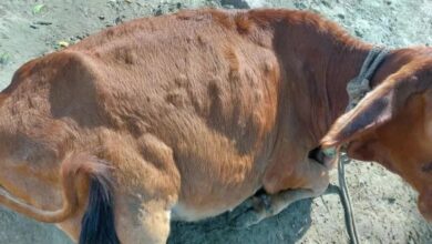 Lumpy Skin Disease arrives in Uttarakhand; 21 samples test positive.