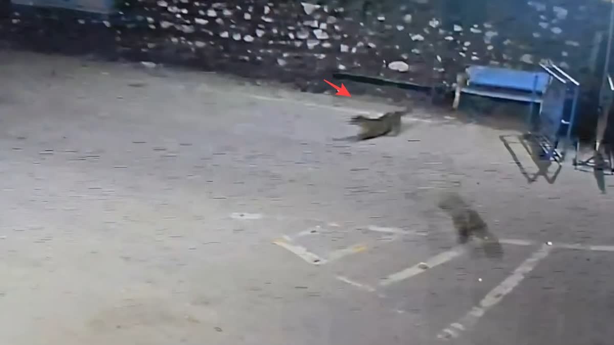 रामनगर के मर्चुला में वन चौकी के पास पहुंचा गुलदार, बंदर पर हमले की कोशिश CCTV में कैद