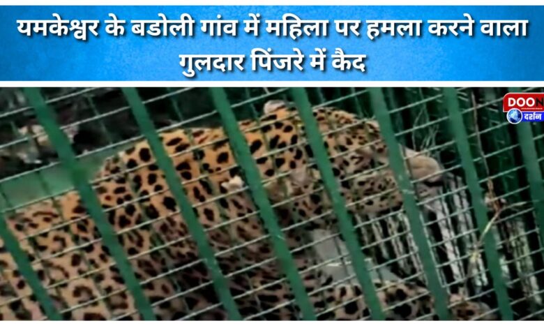 Leopard that attacked a woman in Yamkeshwar's Badoli village caged.