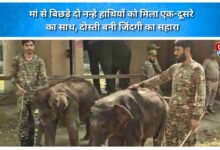 Two elephant calves separated from their mothers found each other; their friendship became a lifeline.