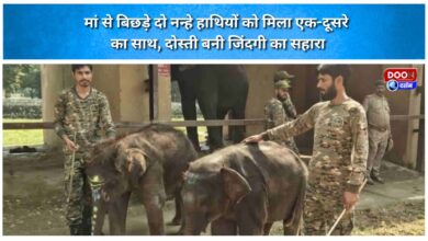 Two elephant calves separated from their mothers found each other; their friendship became a lifeline.