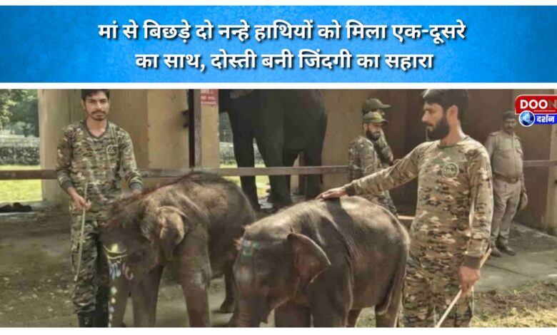 Two elephant calves separated from their mothers found each other; their friendship became a lifeline.